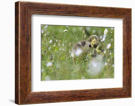 Barnacle Goose Chicks Preening in the Grass. Germany, Bavaria, Munich-Martin Zwick-Framed Photographic Print