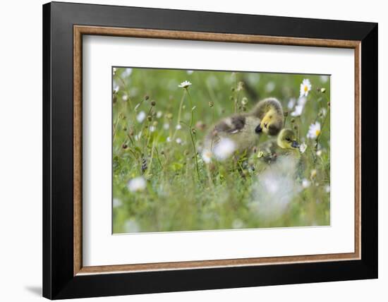 Barnacle Goose Chicks Preening in the Grass. Germany, Bavaria, Munich-Martin Zwick-Framed Photographic Print