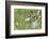 Barnacle Goose Chicks Preening in the Grass. Germany, Bavaria, Munich-Martin Zwick-Framed Photographic Print