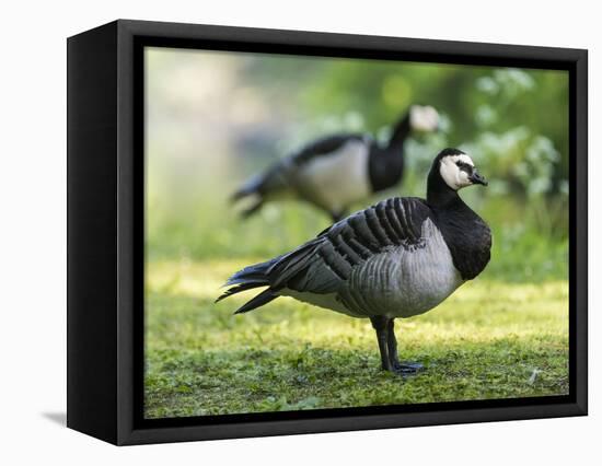 Barnacle Goose Standing in a Green Field. Germany, Bavaria, Munic-Martin Zwick-Framed Premier Image Canvas