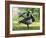 Barnacle Goose Standing in a Green Field. Germany, Bavaria, Munic-Martin Zwick-Framed Photographic Print