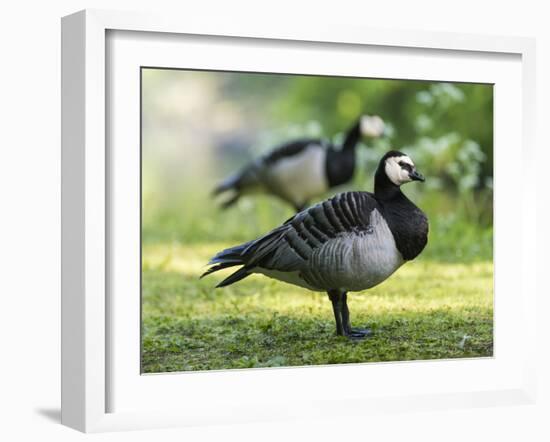 Barnacle Goose Standing in a Green Field. Germany, Bavaria, Munic-Martin Zwick-Framed Photographic Print