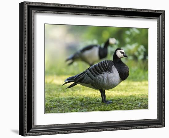 Barnacle Goose Standing in a Green Field. Germany, Bavaria, Munic-Martin Zwick-Framed Photographic Print