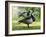 Barnacle Goose Standing in a Green Field. Germany, Bavaria, Munic-Martin Zwick-Framed Photographic Print