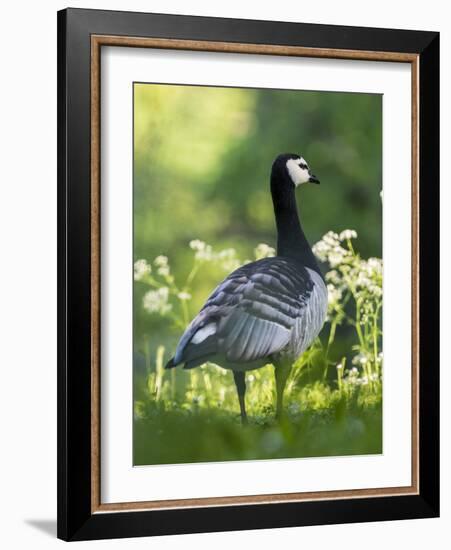 Barnacle Goose Standing in a Green Field. Germany, Bavaria, Munic-Martin Zwick-Framed Photographic Print