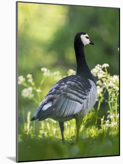 Barnacle Goose Standing in a Green Field. Germany, Bavaria, Munic-Martin Zwick-Mounted Photographic Print