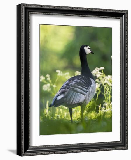 Barnacle Goose Standing in a Green Field. Germany, Bavaria, Munic-Martin Zwick-Framed Photographic Print