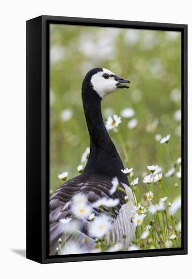 Barnacle Goose Standing in a Green Field. Germany, Bavaria, Munich-Martin Zwick-Framed Premier Image Canvas