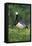 Barnacle Goose Standing in a Green Field. Germany, Bavaria, Munich-Martin Zwick-Framed Premier Image Canvas