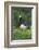 Barnacle Goose Standing in a Green Field. Germany, Bavaria, Munich-Martin Zwick-Framed Photographic Print