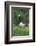 Barnacle Goose Standing in a Green Field. Germany, Bavaria, Munich-Martin Zwick-Framed Photographic Print