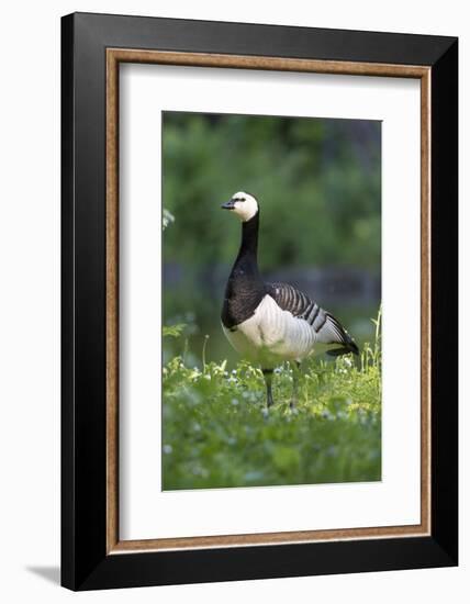 Barnacle Goose Standing in a Green Field. Germany, Bavaria, Munich-Martin Zwick-Framed Photographic Print