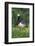 Barnacle Goose Standing in a Green Field. Germany, Bavaria, Munich-Martin Zwick-Framed Photographic Print