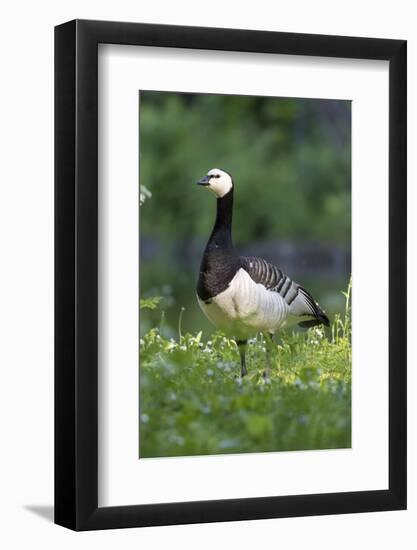 Barnacle Goose Standing in a Green Field. Germany, Bavaria, Munich-Martin Zwick-Framed Photographic Print