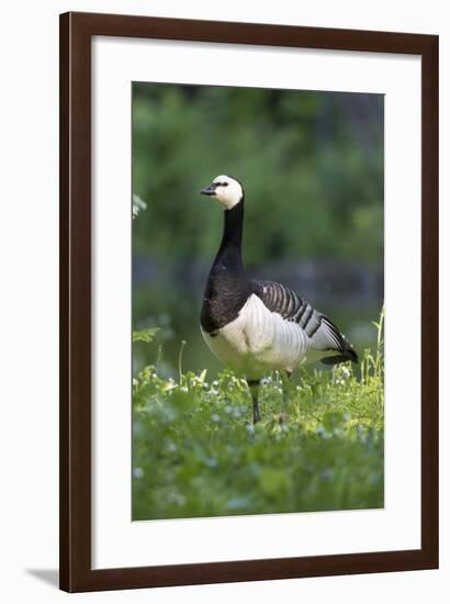 Barnacle Goose Standing in a Green Field. Germany, Bavaria, Munich-Martin Zwick-Framed Photographic Print