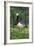 Barnacle Goose Standing in a Green Field. Germany, Bavaria, Munich-Martin Zwick-Framed Photographic Print