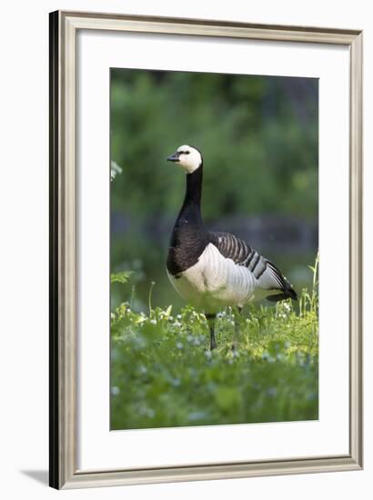 Barnacle Goose Standing in a Green Field. Germany, Bavaria, Munich-Martin Zwick-Framed Photographic Print