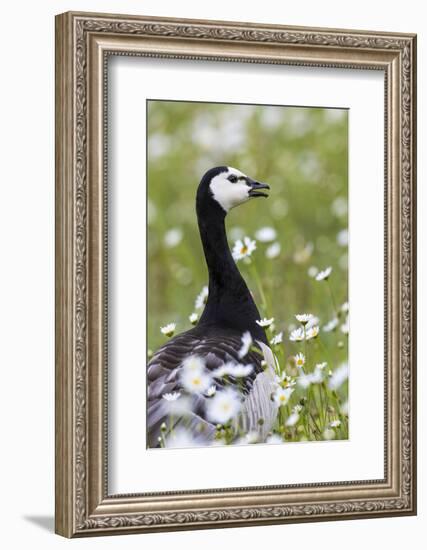 Barnacle Goose Standing in a Green Field. Germany, Bavaria, Munich-Martin Zwick-Framed Photographic Print