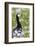 Barnacle Goose Standing in a Green Field. Germany, Bavaria, Munich-Martin Zwick-Framed Photographic Print