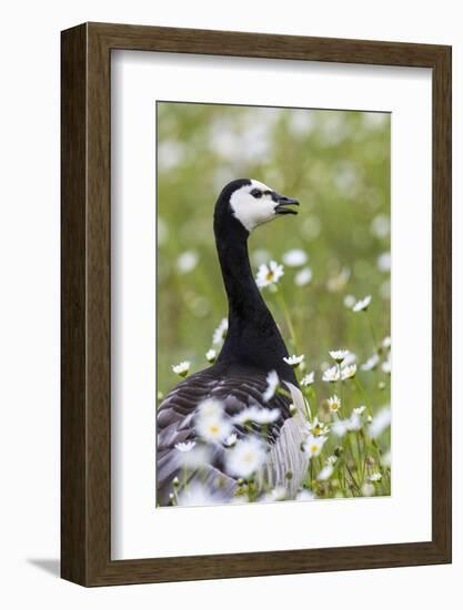 Barnacle Goose Standing in a Green Field. Germany, Bavaria, Munich-Martin Zwick-Framed Photographic Print