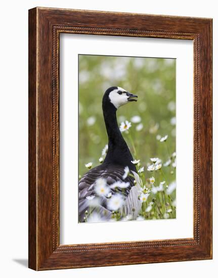 Barnacle Goose Standing in a Green Field. Germany, Bavaria, Munich-Martin Zwick-Framed Photographic Print