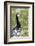 Barnacle Goose Standing in a Green Field. Germany, Bavaria, Munich-Martin Zwick-Framed Photographic Print