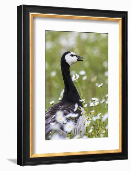 Barnacle Goose Standing in a Green Field. Germany, Bavaria, Munich-Martin Zwick-Framed Photographic Print