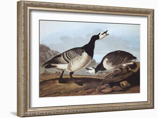 Barnacle Goose-John James Audubon-Framed Art Print