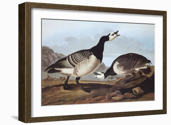 Barnacle Goose-John James Audubon-Framed Art Print