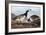 Barnacle Goose-John James Audubon-Framed Art Print