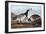 Barnacle Goose-John James Audubon-Framed Art Print