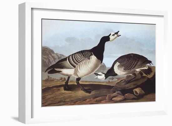 Barnacle Goose-John James Audubon-Framed Art Print