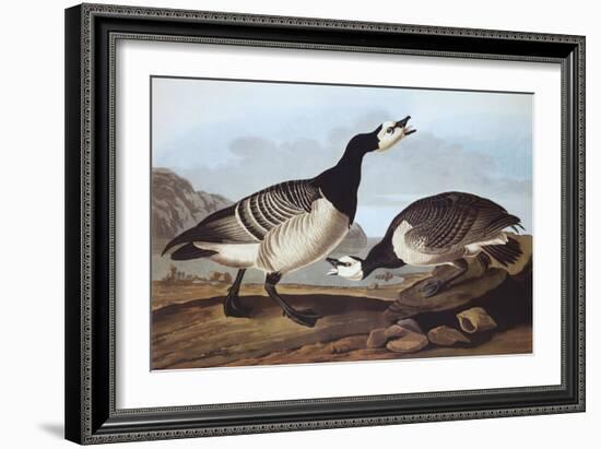 Barnacle Goose-John James Audubon-Framed Art Print