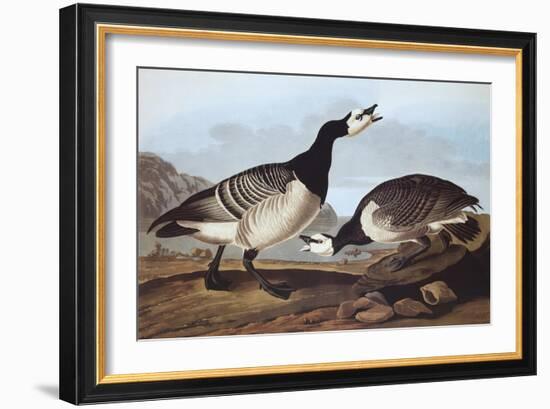 Barnacle Goose-John James Audubon-Framed Art Print