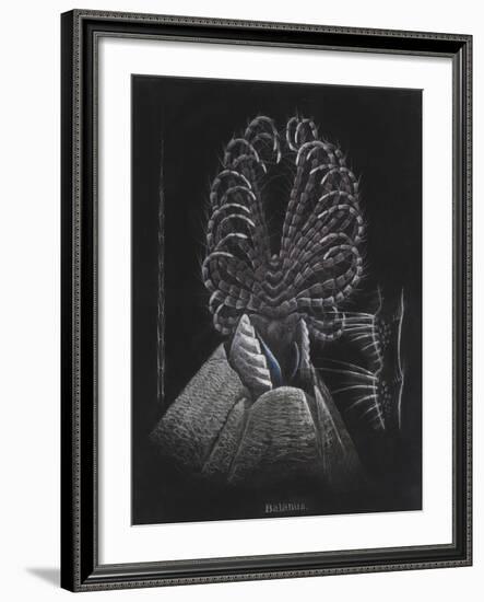 Barnacle-Philip Henry Gosse-Framed Giclee Print