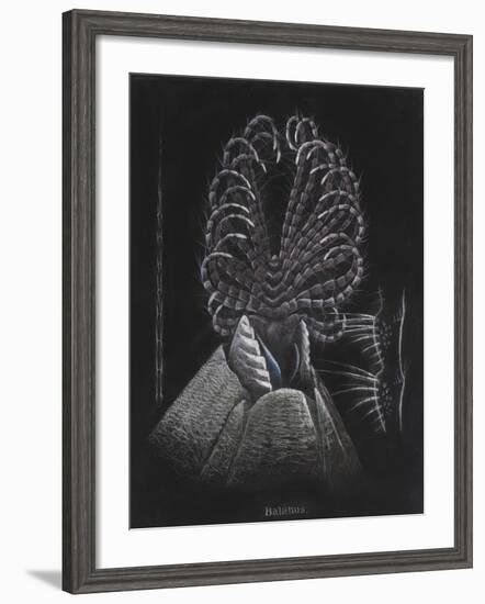 Barnacle-Philip Henry Gosse-Framed Giclee Print