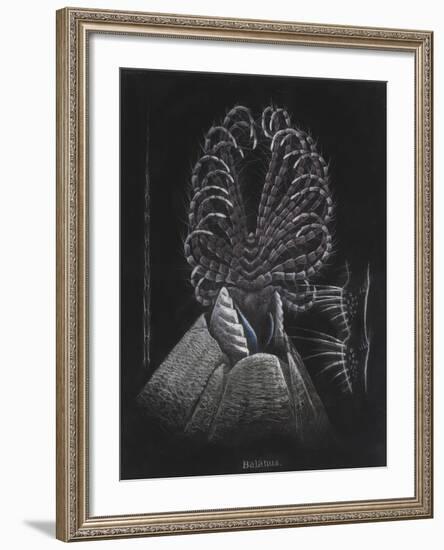 Barnacle-Philip Henry Gosse-Framed Giclee Print