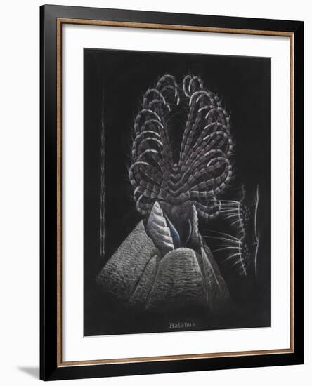 Barnacle-Philip Henry Gosse-Framed Giclee Print