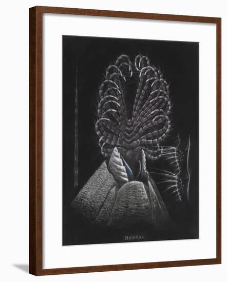 Barnacle-Philip Henry Gosse-Framed Giclee Print