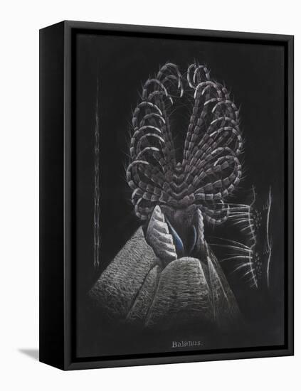 Barnacle-Philip Henry Gosse-Framed Premier Image Canvas