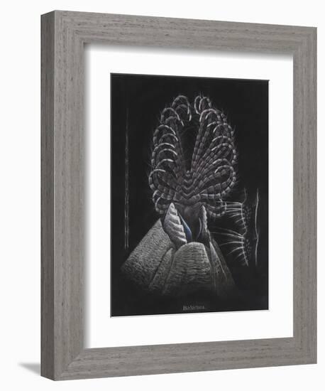 Barnacle-Philip Henry Gosse-Framed Giclee Print