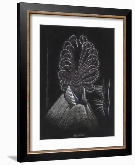 Barnacle-Philip Henry Gosse-Framed Giclee Print