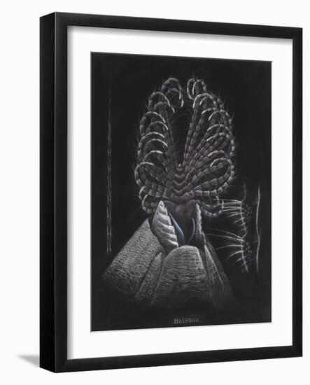 Barnacle-Philip Henry Gosse-Framed Giclee Print