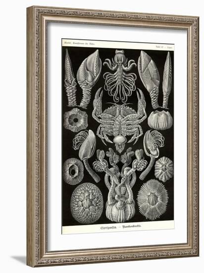 Barnacles-Ernst Haeckel-Framed Art Print