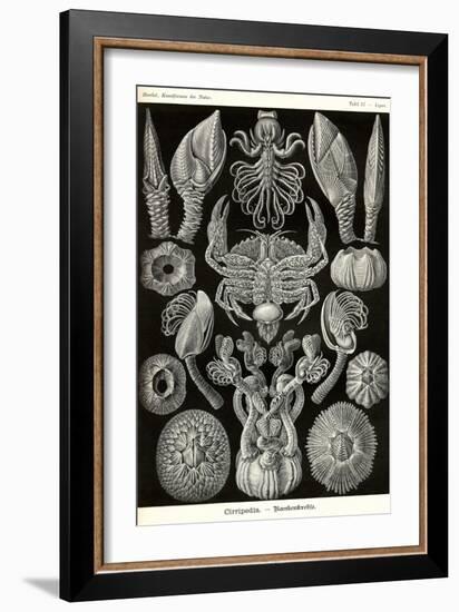 Barnacles-Ernst Haeckel-Framed Art Print