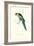 Barnard's Parakeet - Barnardius Zonarius Barnardi-Edward Lear-Framed Art Print