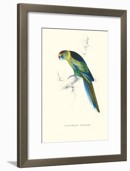 Barnard's Parakeet - Barnardius Zonarius Barnardi-Edward Lear-Framed Art Print