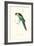 Barnard's Parakeet - Barnardius Zonarius Barnardi-Edward Lear-Framed Art Print