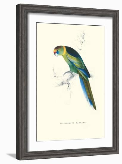 Barnard's Parakeet - Barnardius Zonarius Barnardi-Edward Lear-Framed Art Print