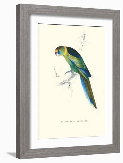 Barnard's Parakeet - Barnardius Zonarius Barnardi-Edward Lear-Framed Art Print